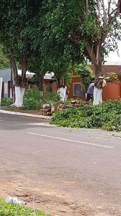Para “mejorar” avenida echan árboles en Itakyry