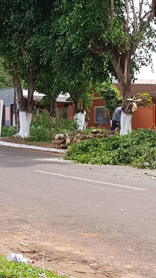 Para “mejorar” avenida echan árboles en Itakyry