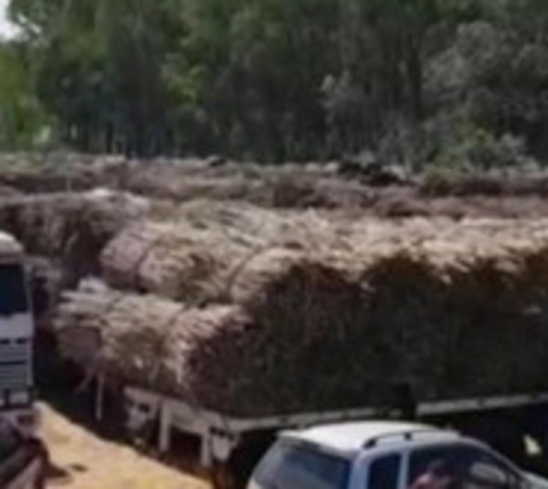 Cañicultores denuncian irregularidades en fábrica de Petropar - Paraguay.com