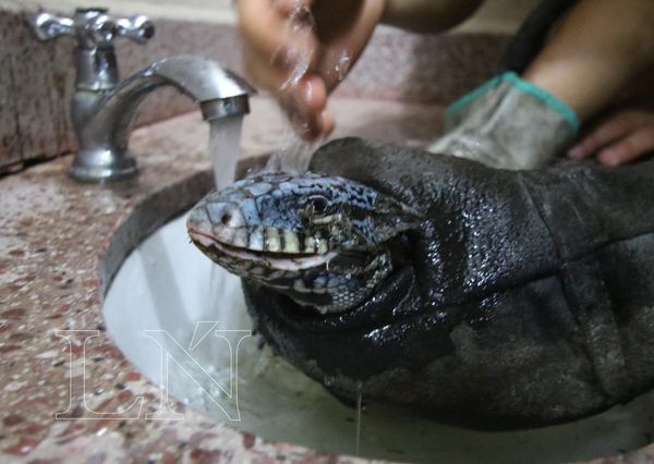 Fallecen reptiles capturados tras incendio del Parque Guasu