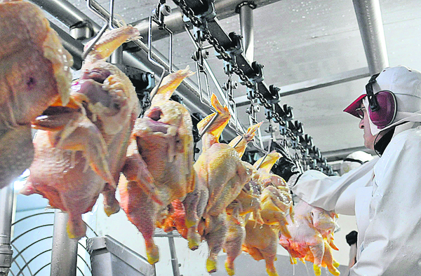 Exportaciones de carne aviar acumulan US$ 2,9 millones hasta septiembre