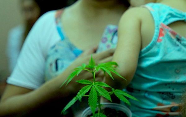 Preso por elaborar aceite de cannabis espera absolución