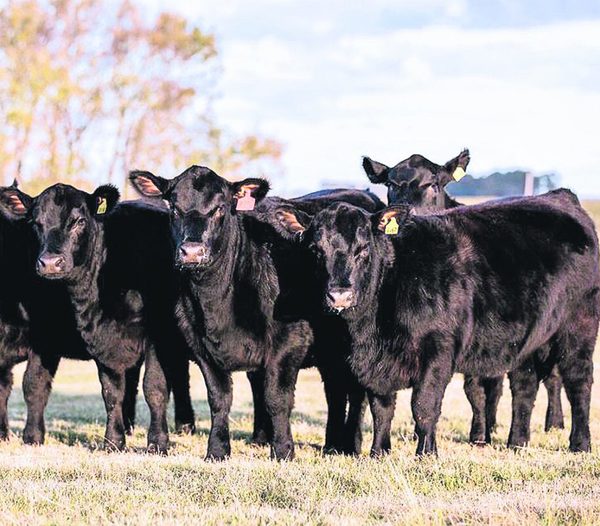 Precio del ganado gordo vuela en Uruguay: novillo alcanzó US$ 4,15 a la carne