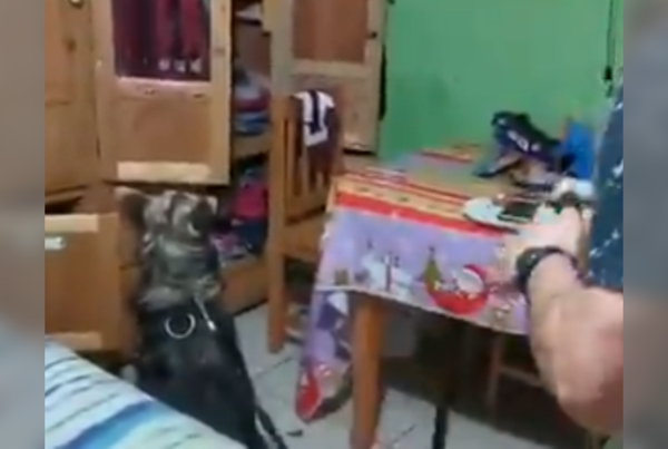 La hazaña de “Zac”, el can que dio paso a una gran incautación de drogas
