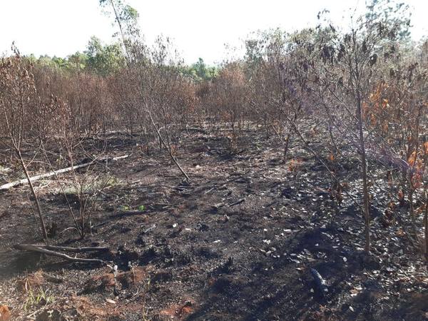 INCENDIO CONSUME 3 HECTÁREAS DE YERBA MATE EN NATALIO