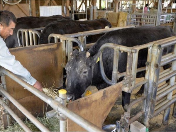 Muere a los 21 años Kaga, la primera vaca clonada del mundo