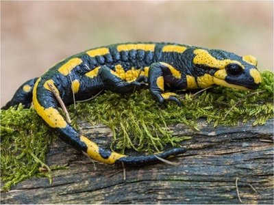 Los humanos pueden regenerar tejidos como las salamandras