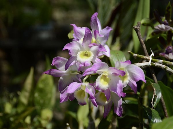 Taiwán tratará de ampliar en Paraguay la industria de la orquídea