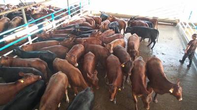 Anuncian que calidad de carne nacional podría disminuir