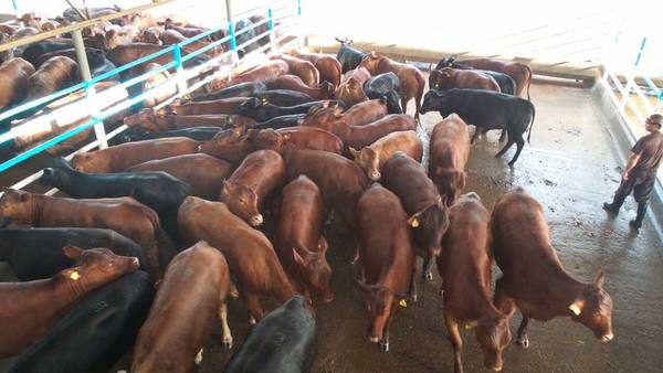 Anuncian que calidad de carne nacional podría disminuir