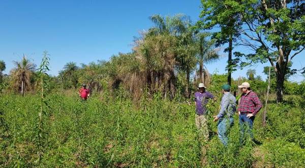 Pequeños productores inician cosecha de plantas medicinales