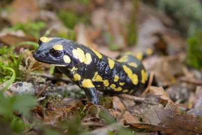 Los humanos pueden regenerar tejidos como las salamandras - Ciencia - ABC Color