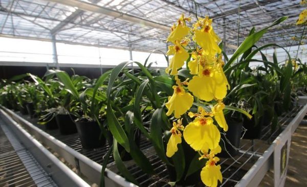 TAIWÁN TRATARÁ DE AMPLIAR EN PARAGUAY LA INDUSTRIA DE LA ORQUÍDEA