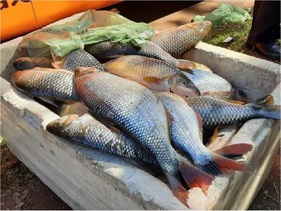 Decomisan alrededor de 200 kilos de pescados a turistas brasileños
