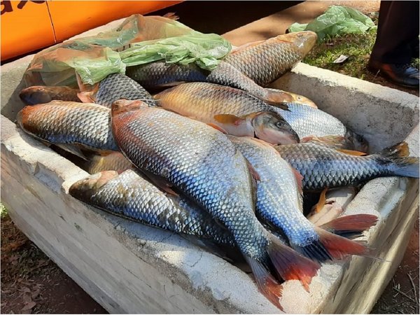 Decomisan alrededor de 200 kilos de pescados a turistas brasileños