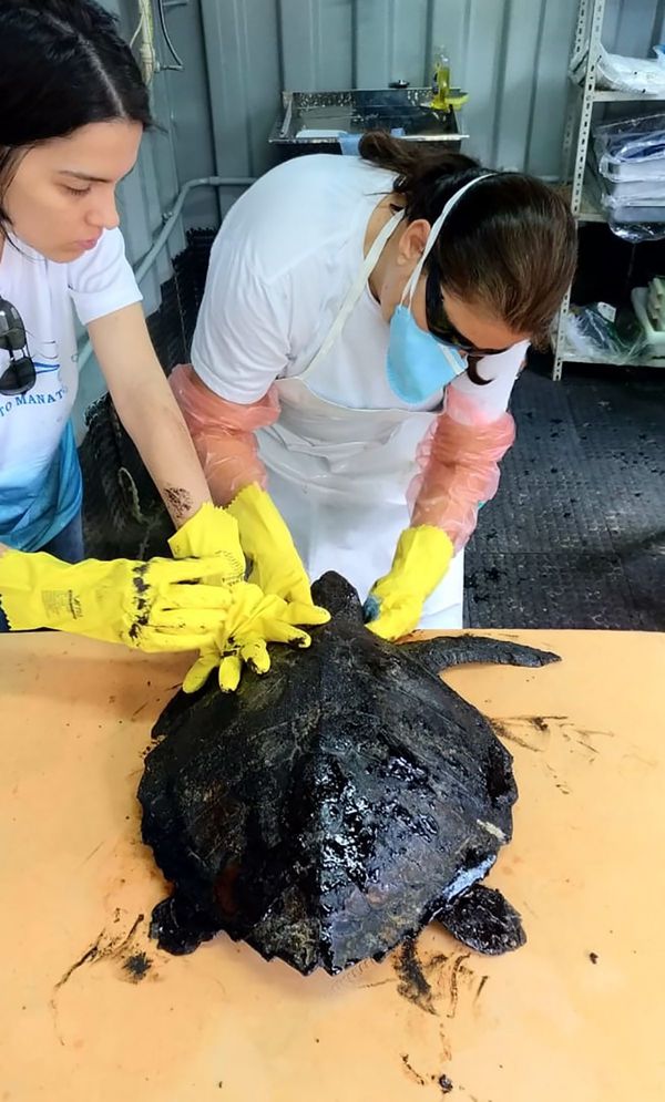Venezuela niega responsabilidad por derrame de crudo en playas de Brasil