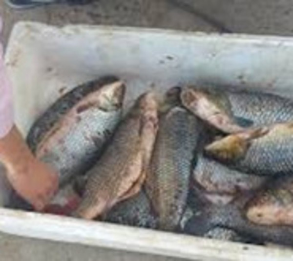 Confiscan 200 kilos de pescados a brasileños - Paraguay.com