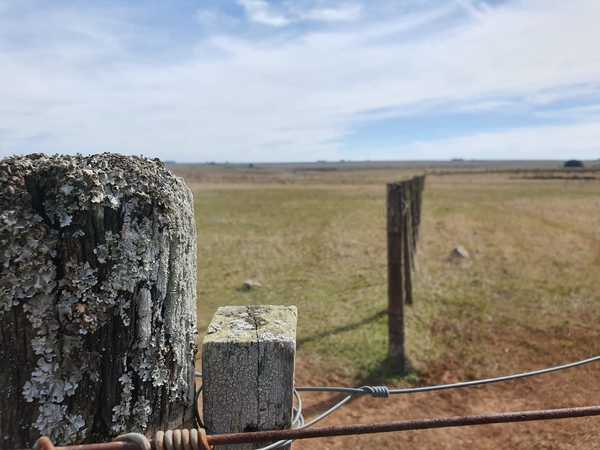 Valor de la tierra en Uruguay promedia US$ 3.756 por hectárea