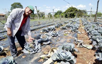 Mucho calor afecta cultivos en Ypané y piden ayuda al MAG - Economía - ABC Color
