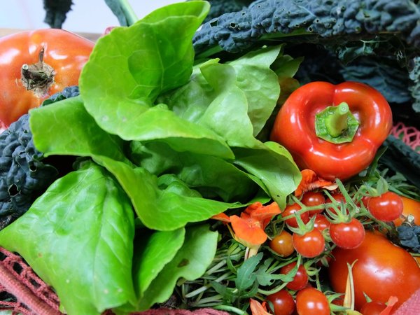 América Latina desperdicia 127 millones de toneladas de alimentos
