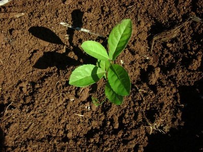 La yerba mate, una tradición que se fusiona y no pierde vigencia