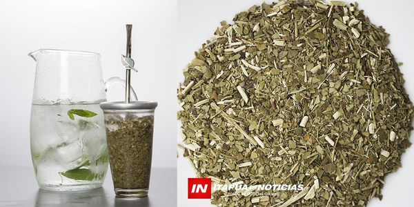 HOY 11 DE OCTUBRE: SE CONMEMORA EL DÍA NACIONAL DE LA YERBA MATE