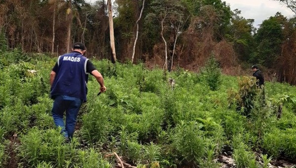 Destruyen red de 22 campamentos narcos en Amambay » Ñanduti