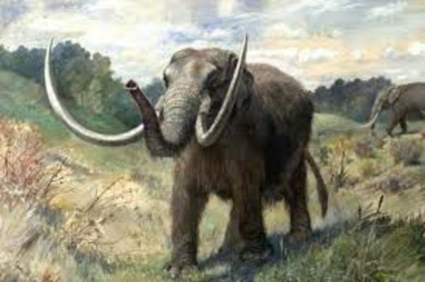 Hallan huesos y colmillos de un mastodonte en el estado mexicano de Puebla - Ciencia - ABC Color