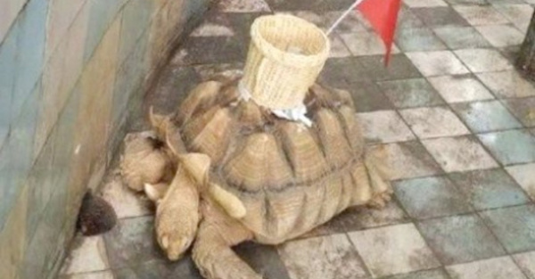 Ma’êna la tortuga pidiendo limosna