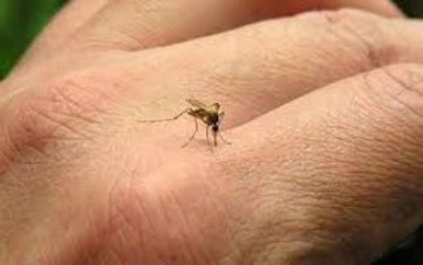 Salud alerta sobre posible epidemia de dengue