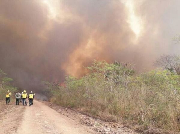 Guyra Paraguay afirma que 90% de los incendios son provocados