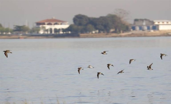 HOY / La plaga del plástico que ya azota al país: aves afectadas muestran arista letal de problema