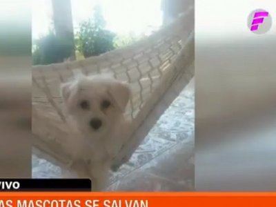 Video revela cómo un hombre se lleva a la mascota de una familia