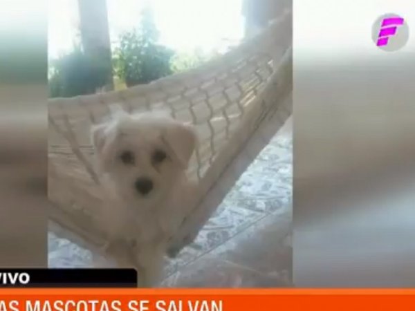 Video revela cómo un hombre se lleva a la mascota de una familia
