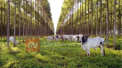 SISTEMA SILVOPASTORIL APUNTA AL DESARROLLO PECUARIO Y FORESTAL DE ITAPÚA