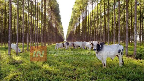 SISTEMA SILVOPASTORIL APUNTA AL DESARROLLO PECUARIO Y FORESTAL DE ITAPÚA