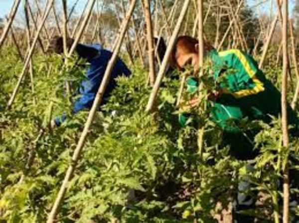 Campesinos admiten que el contrabando impide el progreso de la producción nacional