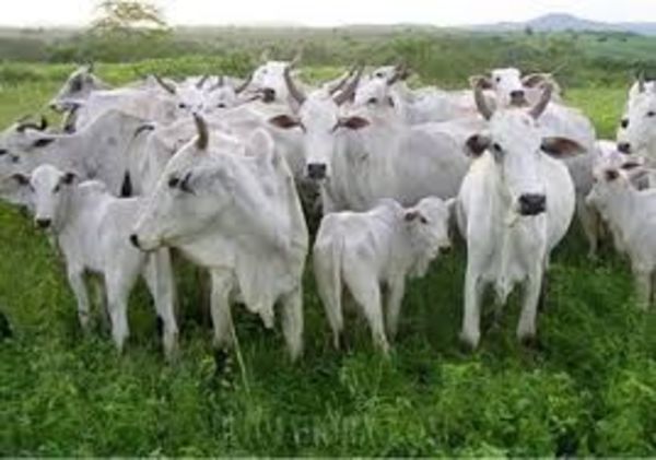 Gremios de la producción califican de positivo intervención del Ejecutivo en la economía