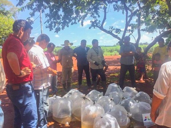 Itaipu dona 1.500 ´peces juveniles para reactivar rubro de consumo