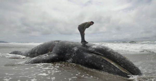 Heroísmo y tragedia con la muerte de ballenas