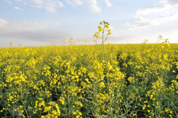 Canola brilla en año complicado y genera casi U$S 19 millones - Económico - ABC Color