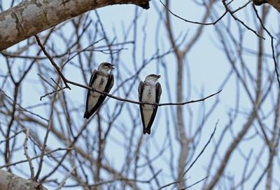 Se insta a reducir el plástico que afecta a la vida de las aves