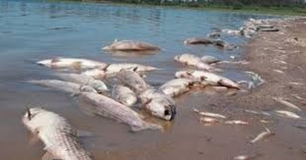 Admiten que mortandad es por causa naturales e instan a no consumir los peces