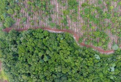 Restauran mas de 2300 hectáreas de bosque verde en Alto Paraná y Canindeyú