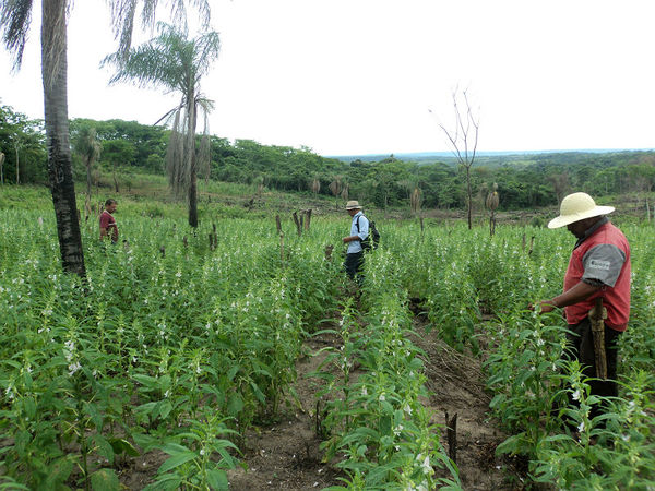 Agricultores retiran créditos para cultivar sésamo