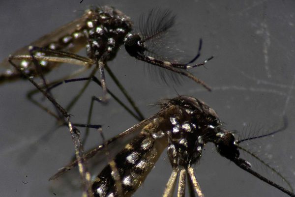 Dengue: van en aumento las notificaciones en Asunción y Central - Nacionales - ABC Color