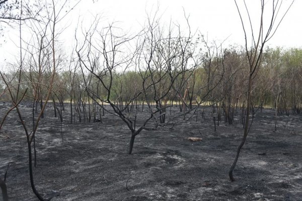 Fueron conformados grupos de trabajo para restauración del Parque Guasu