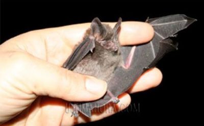 Murciélagos transmisores de rabia  invaden Asunción