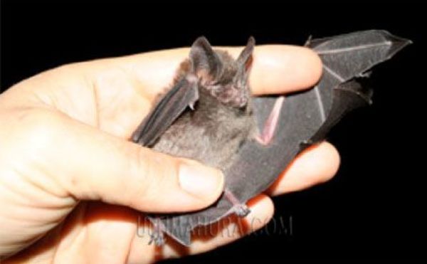 Murciélagos transmisores de rabia invaden Asunción