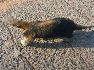 Incendios pone en peligro vida de animales casi extintas